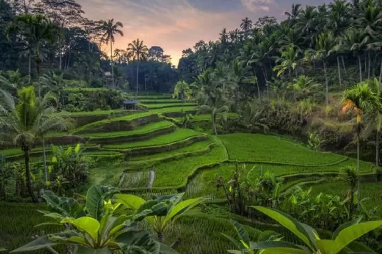 visit ubud the cultural heart of bali
