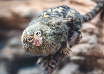 20171019181203 171019 Jtp Bsz Pygmy Marmoset
