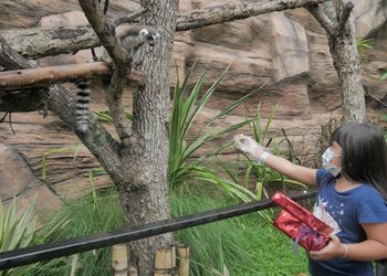 20201111055559 Feeding Lemur Kingdom Batu Secret Zoo Jatim Park