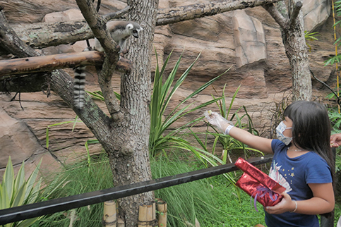 20201111055559 Feeding Lemur Kingdom Batu Secret Zoo Jatim Park