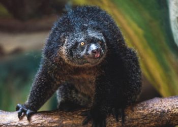 20171019181250 171019 Jtp Bsz Bear Cuscus