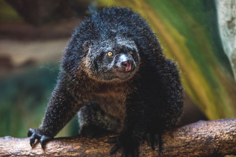 20171019181250 171019 Jtp Bsz Bear Cuscus