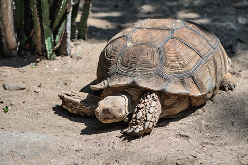 Kura Kura Sulcata Batu Secret Zoo Jawa Timur Park