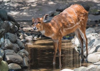 Sitatunga Batu Secret Zoo Jawa Timur Park