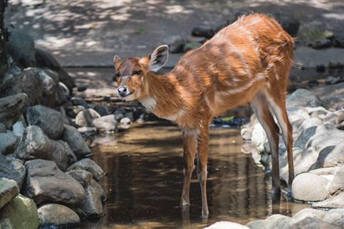 Sitatunga Batu Secret Zoo Jawa Timur Park