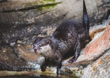 Oriental Clawed Otter Batu Secret Zoo Jawa Timur Park
