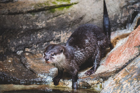 Oriental Clawed Otter Batu Secret Zoo Jawa Timur Park