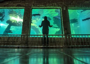 Zona Aquarium Batu Secret Zoo Jawa Timur Park