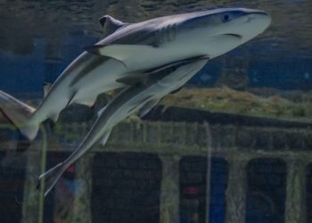 Batu Secret Zoo Punya Koleksi Hiu Karang Sirip Hitam Ini Dia Fakta Faktanya