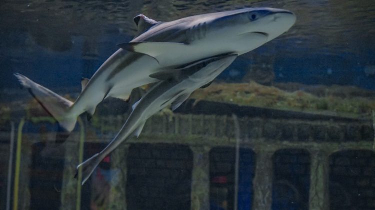 Batu Secret Zoo Punya Koleksi Hiu Karang Sirip Hitam Ini Dia Fakta Faktanya