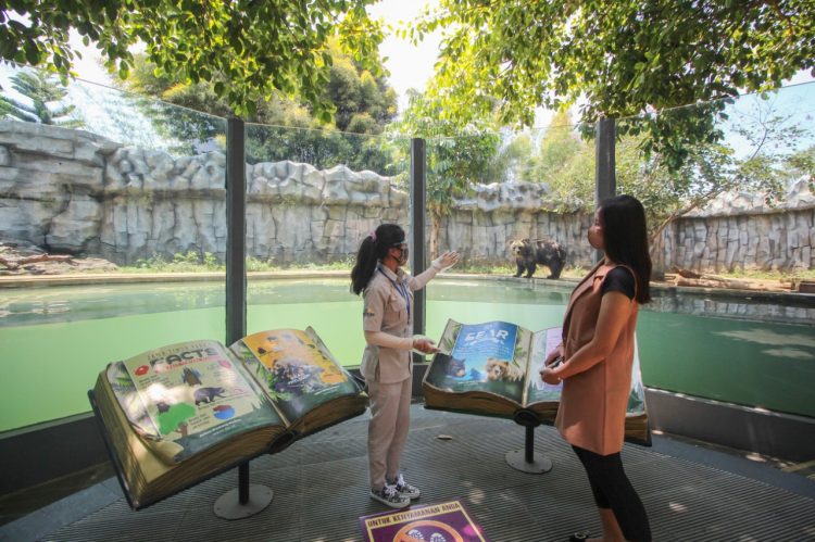 Belajar Tentang Fakta Unik Dan Menarik Beruang Di Batu Secret Zoo