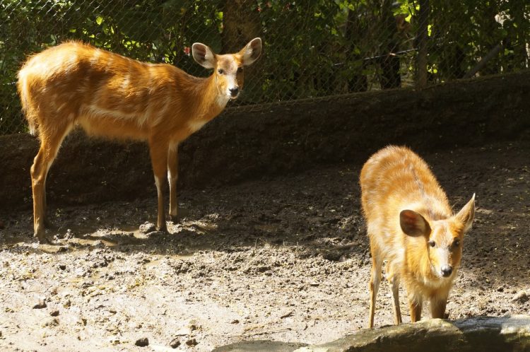 Punya Kuku Mirip Pisang Yuk Sambangi Sitatunga Di Batu Secret Zoo