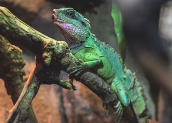 Chinese Water Dragon Batu Secret Zoo Jawa Timur Park Group