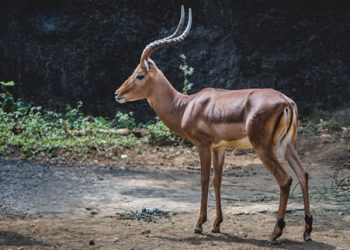 Impala Batu Secret Zoo Jawa Timur Park 1