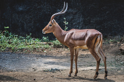 Impala Batu Secret Zoo Jawa Timur Park 1