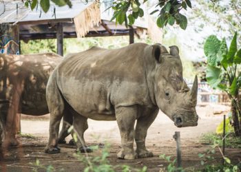 White Rhino Batu Secret Zoo Jawa Timur Park