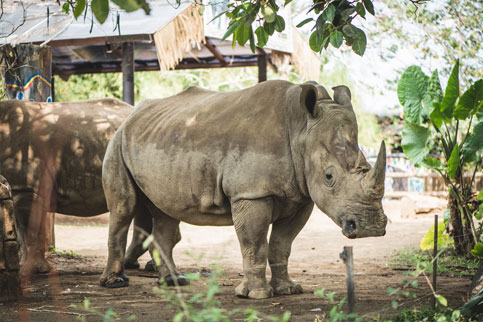 White Rhino Batu Secret Zoo Jawa Timur Park