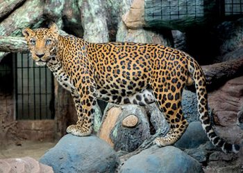 Javan Leopard Batu Secret Zoo Jawa Timur Park