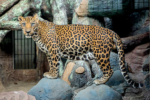 Javan Leopard Batu Secret Zoo Jawa Timur Park