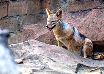 Black Backed Jackal Batu Secret Zoo Jawa Timur Park