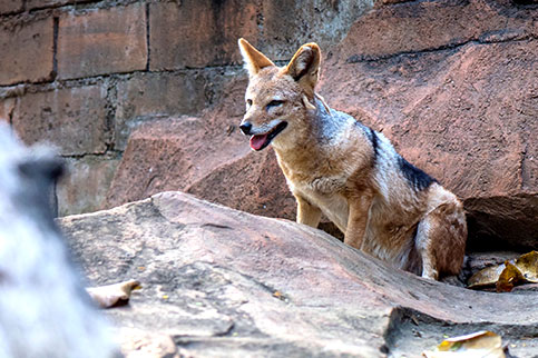 Black Backed Jackal Batu Secret Zoo Jawa Timur Park