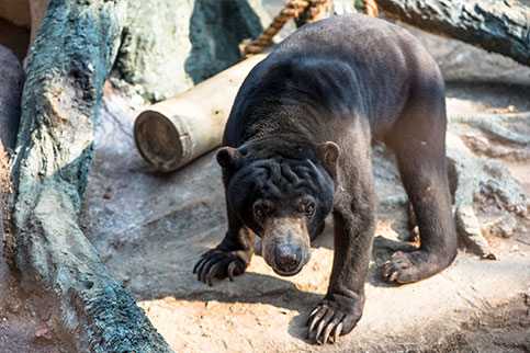 Sun Bear Batu Secret Zoo Jawa Timur Park 2