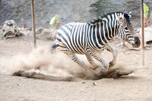 20171031075233 171019 Jtp Bsz S Zebra