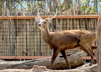 Bawean Deer Batu Secret Zoo Jawa Timur Park 2