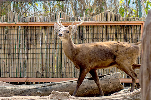 Bawean Deer Batu Secret Zoo Jawa Timur Park 2