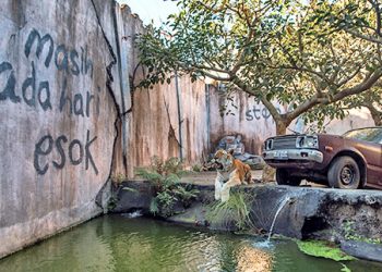 Golden Tabby Tiger Batu Secret Zoo Jawa Timur Park
