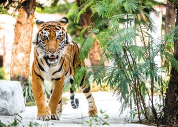 Siberian Tiger Batu Secret Zoo Jawa Timur Park
