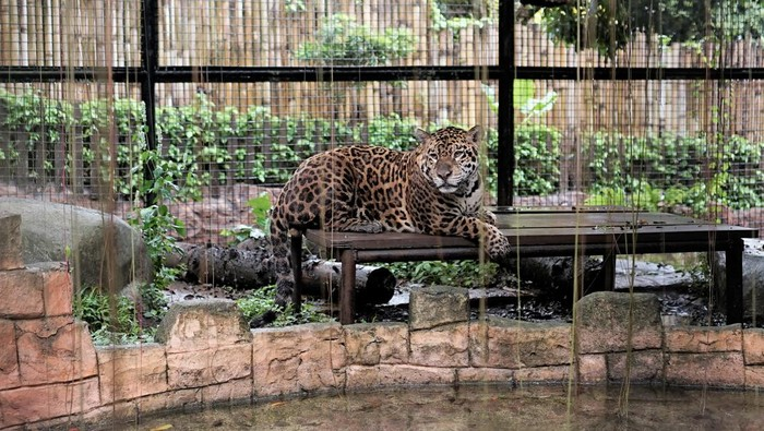 Bolivia, Jaguar Koleksi Baru Batu Secret Zoo