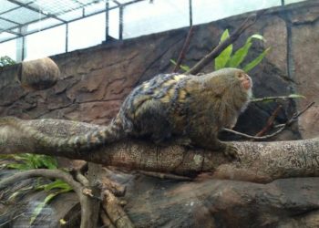 Gemasnya Pygmy Marmoset, Monyet Kerdil Terkecil Di Dunia Koleksi Secret Zoo