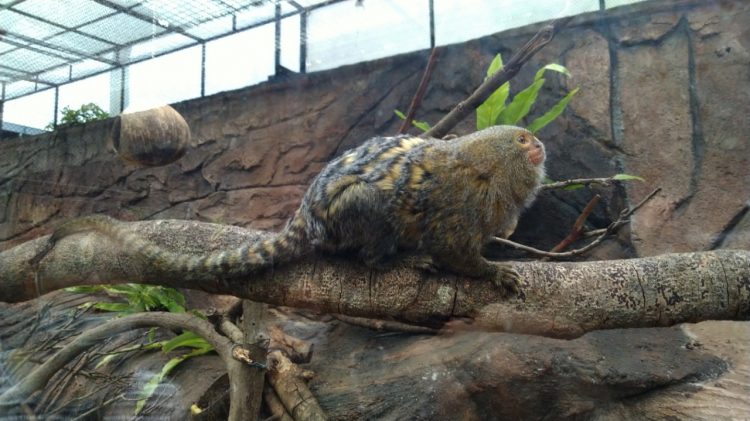 Gemasnya Pygmy Marmoset, Monyet Kerdil Terkecil Di Dunia Koleksi Secret Zoo