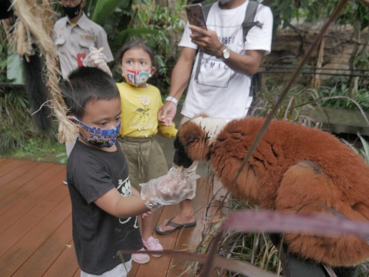 Red Ruffed Lemur, Satwa Lincah Yang Bersahabat Dengan Manusia Di Batu Secret Zoo