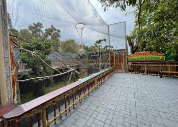 The Secret Of Amazon Jungle