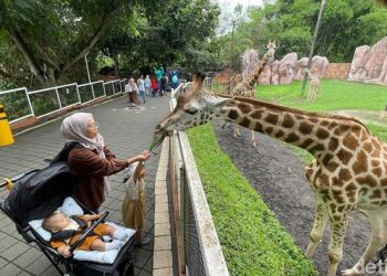 Kenalan Sama Jerapah Di Batu Secret Zoo