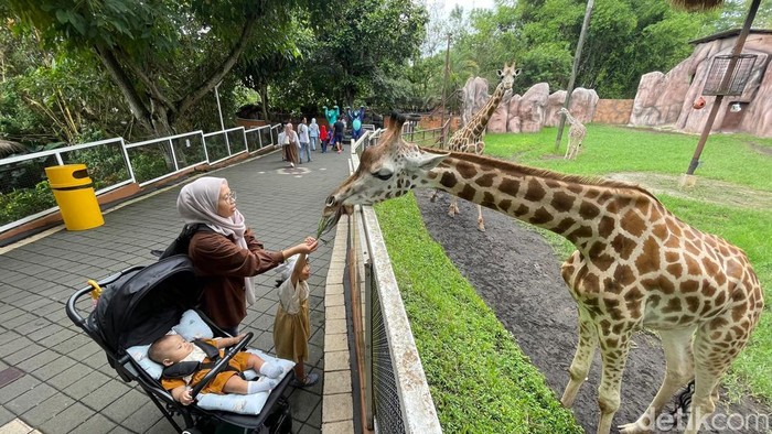 Kenalan Sama Jerapah Di Batu Secret Zoo