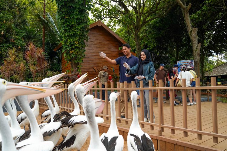 Feeding Pelican Hadir Di Batu Secret Zoo, Tambah Pengalaman Interaksi Satwa Di Jawa Timur Park 2