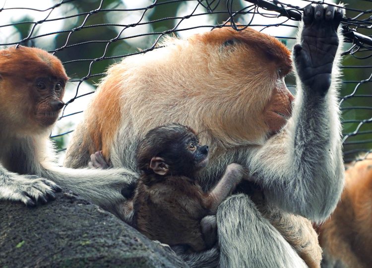 Batu Secret Zoo Rayakan Kelahiran Bekantan Ke 8