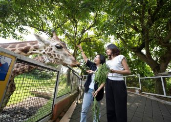 Animal Feeding Activity Di Batu Secret Zoo