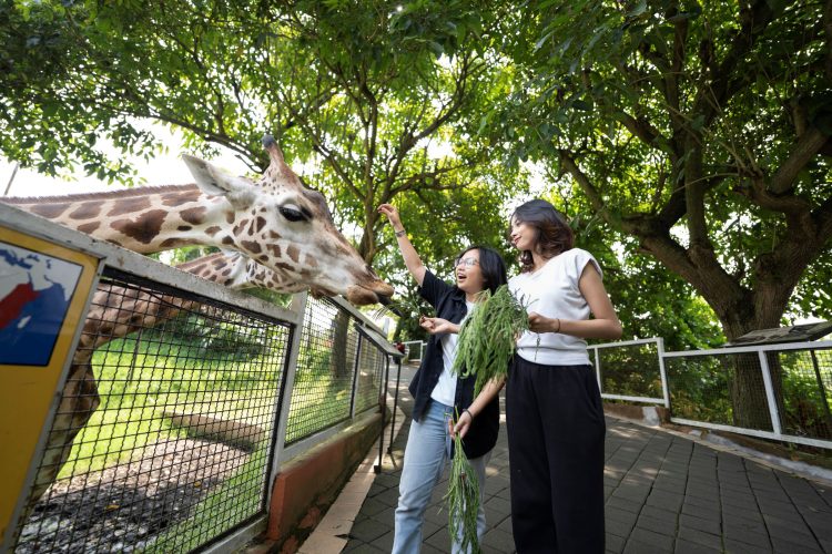 Animal Feeding Activity Di Batu Secret Zoo