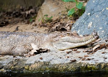 Buaya Sinyulong False Gharial Atau Sinyulong (tomistoma Schlegelii) Jatim Park 2