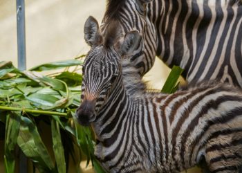 Batu Secret Zoo Jatim Park 2 Perkuat Komitmen Konservasi Ex Situ