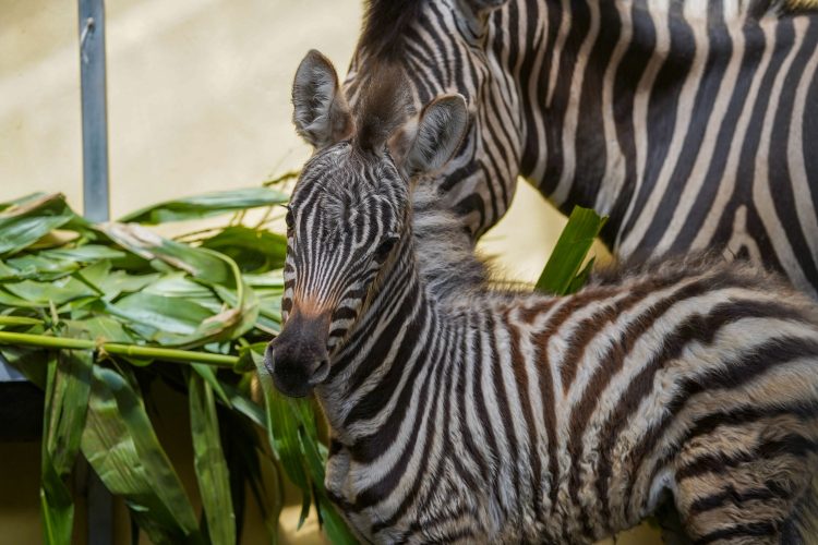 Batu Secret Zoo Jatim Park 2 Perkuat Komitmen Konservasi Ex Situ