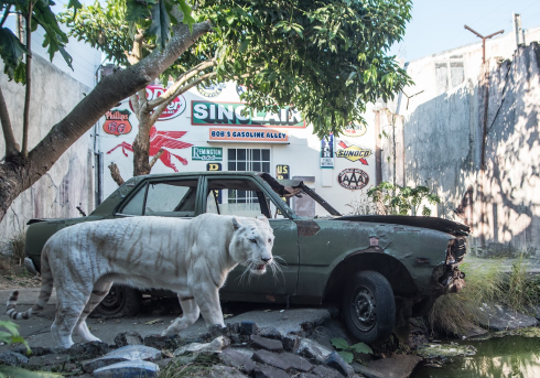 Batu Secret Zoo Perkuat Komitmen Konservasi Dan Kesejahteraan Harimau