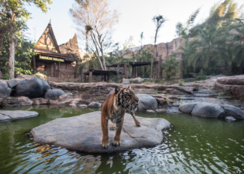 Peringati Hari Harimau Sedunia, Batu Secret Zoo Perkuat Komitmen Konservasi Dan Kesejahteraan Harimau