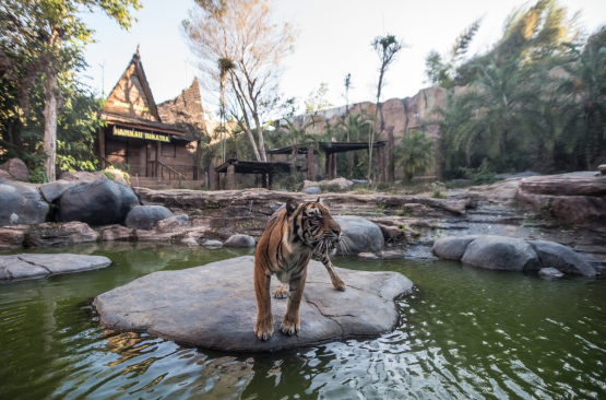 Peringati Hari Harimau Sedunia, Batu Secret Zoo Perkuat Komitmen Konservasi Dan Kesejahteraan Harimau