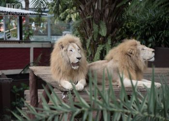 Pernyataan Jawa Timur Park Group Terkait Kondisi Singa “untung” Di Batu Secret Zoo