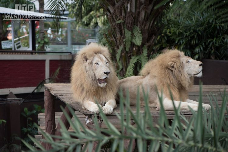 Pernyataan Jawa Timur Park Group Terkait Kondisi Singa “untung” Di Batu Secret Zoo
